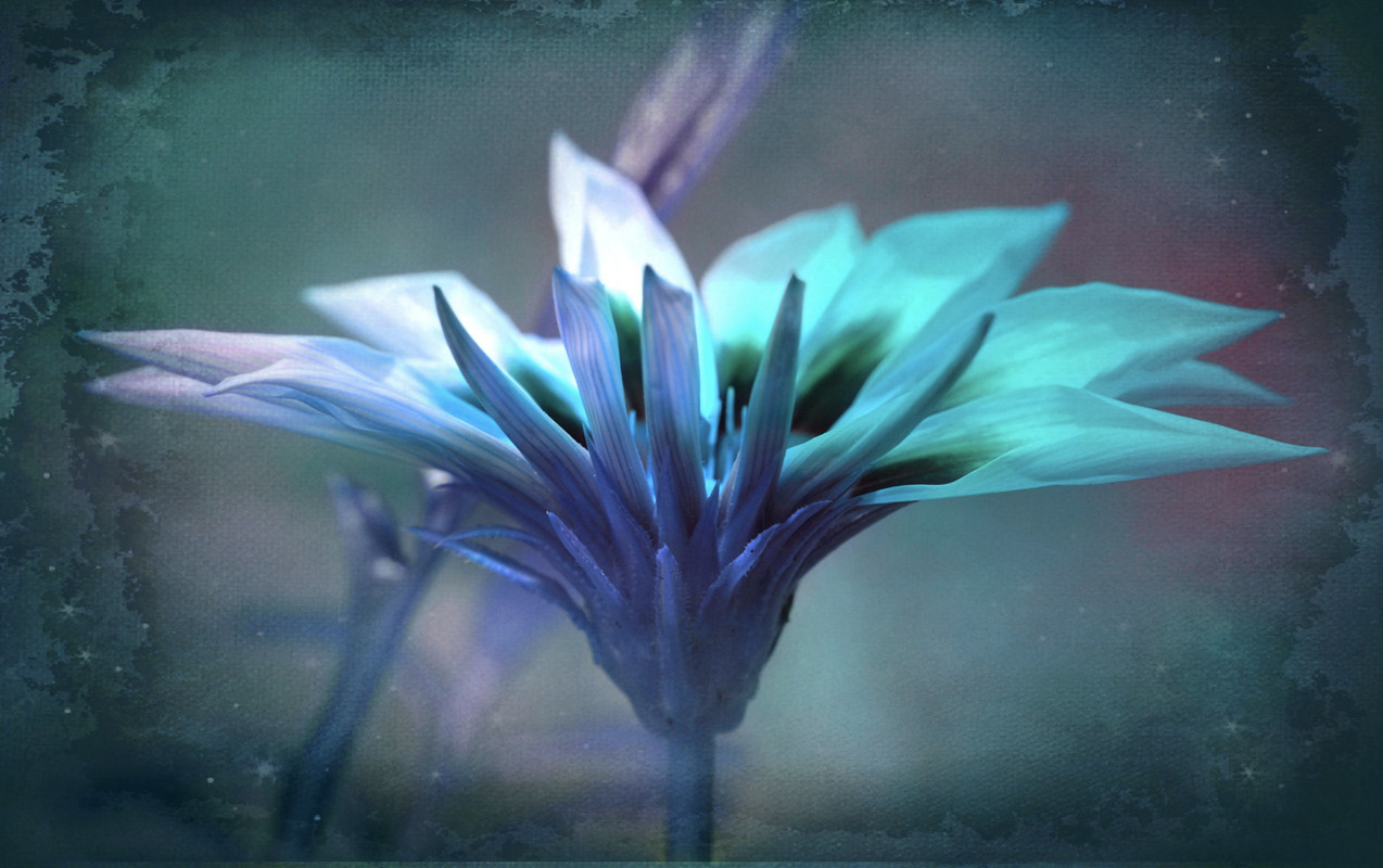 turquoisedaisy.jpg