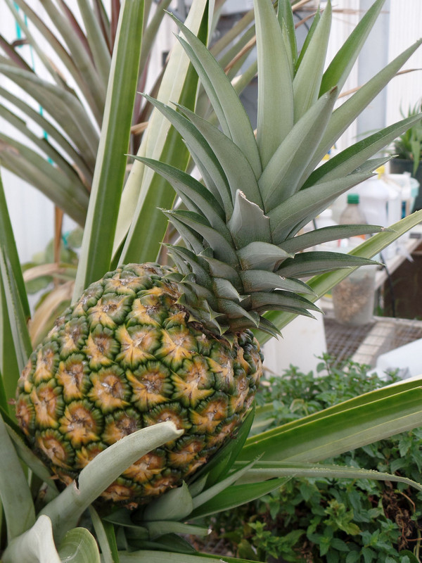 Pineapple#2July27