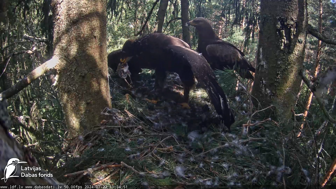 Mazais ērglis (Clanga pomarina), ligzda eglē __ Lesser spotted eagle in spruce, Zemgale, Latvia 16-3