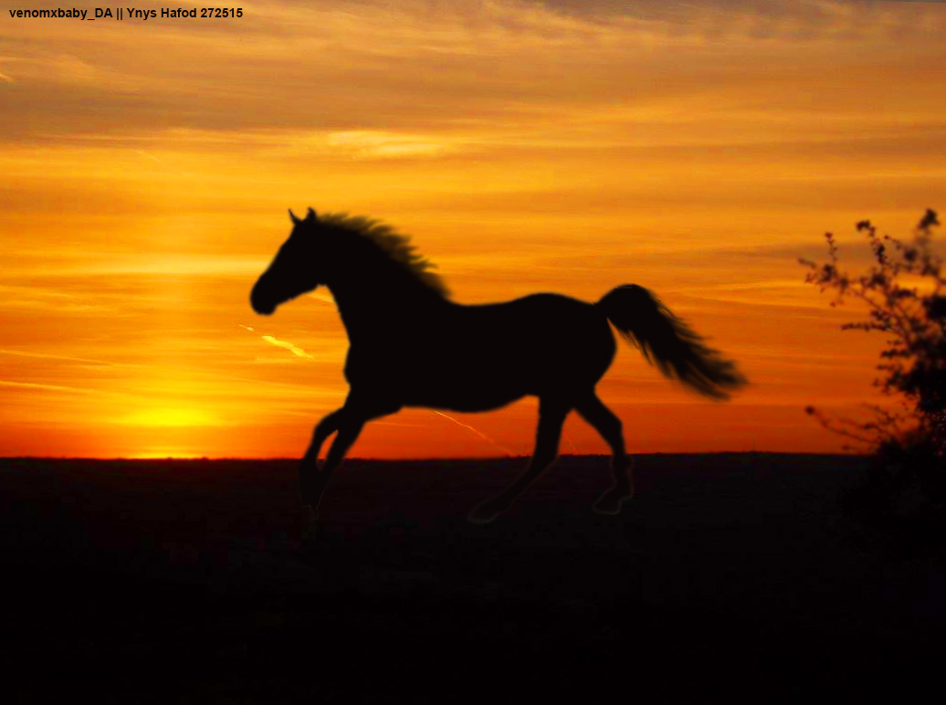 Ynys-silhouetteb.jpg