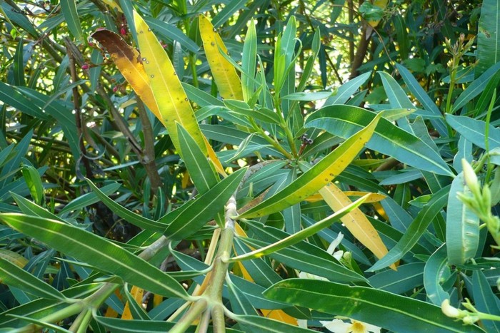 Олеандр вариегатный. Олеандр сохнут листья и белые становятся. Нериум олеандр. Олеандр (nerium oleander). Олеандр тайский желтый.