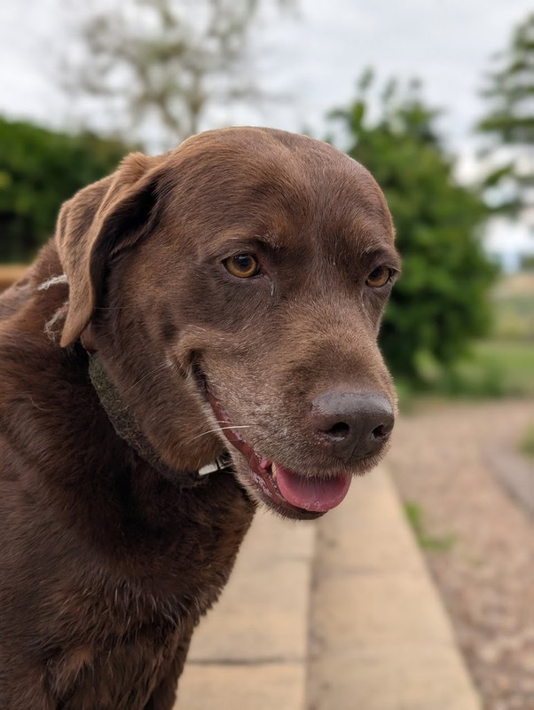 Happy dog
