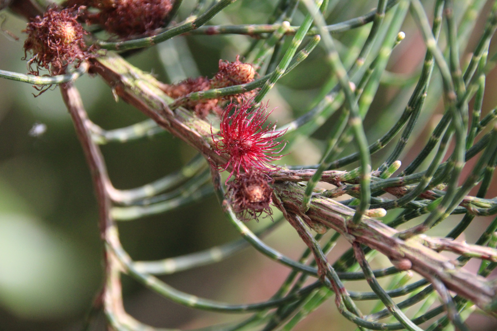 Casuarina ques , Morrab Gardens , 190624 (2)