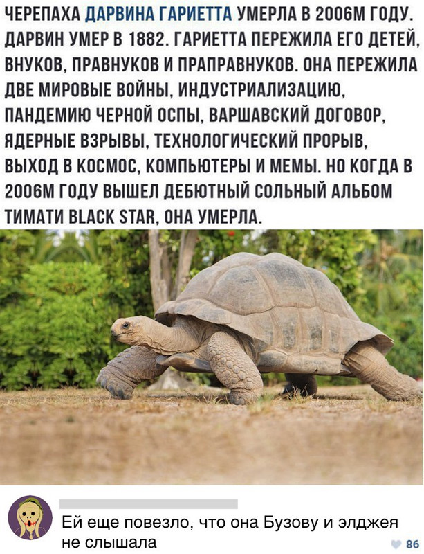 wAZZZ1VFRI8
