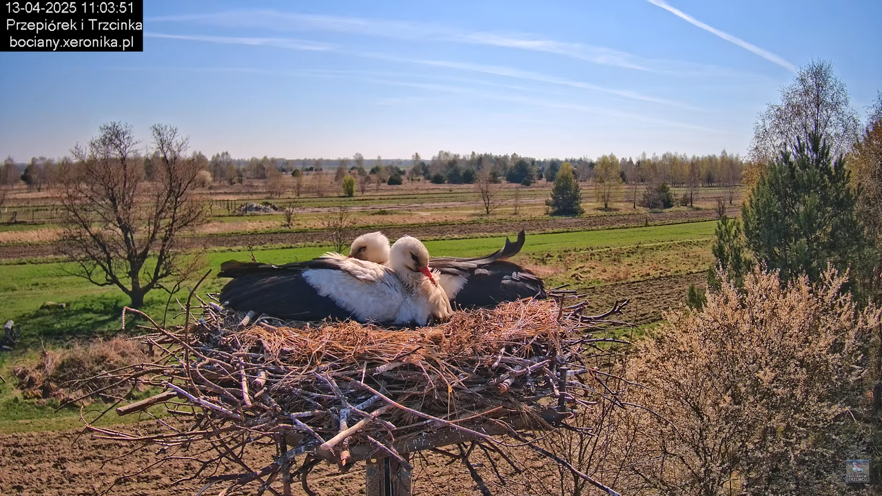 13042025bociany12