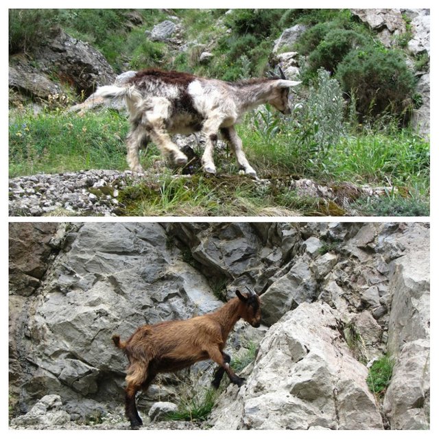 Asturias 2014 - Blogs de España - Día 5 (7 julio): Ruta del Cares (3)