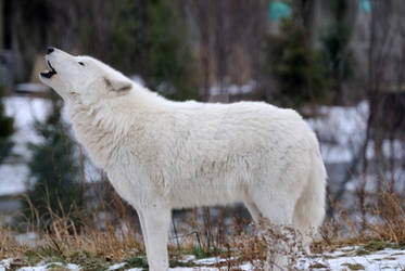 arctic-wolf-4-by-8twilightangel8-d364iix-250t.jpg