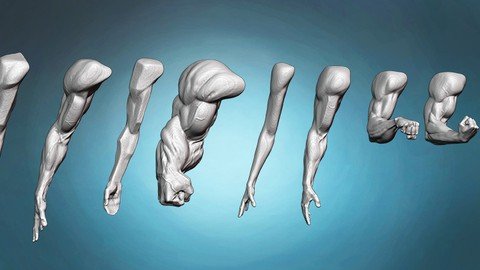 Ejg O5 X4z BHLh Klnwjj Zzv UXb Ns XZJgo7 - Arm And Hand Anatomy Exercises Course
