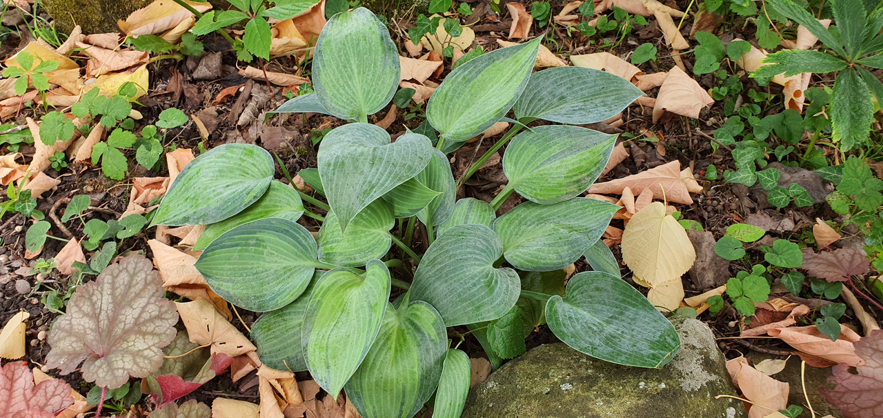 Хоста /Hosta /Функия - Page 149 - Форум HobbyKafe.com