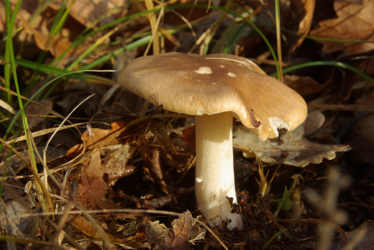 IMGP2317 гигрофор древолюбивый (Hygrophorus arbustivus)
