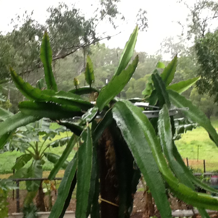 trellis2