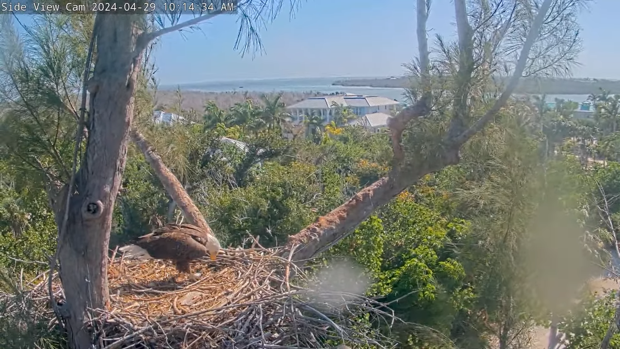 Cal Fledged! _ Captiva (Florida) Eagle Side Cam _  Rest in Peace Lusa _ _Chat Enabled_ 9-10-39 scree