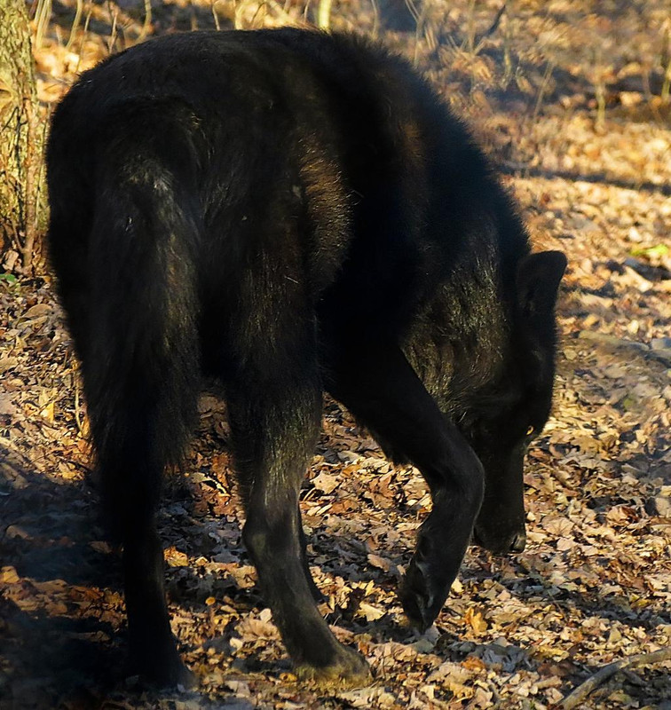 timber-wolf-stock-10-by-hotnstock-d5ly5zn-fullview.jpg