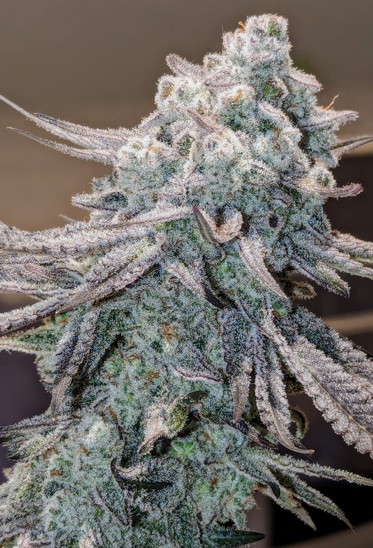 Square One Genetics I'm the breeder behind Square 1 Genetics and Robin Hood Seeds. AMA : r ...