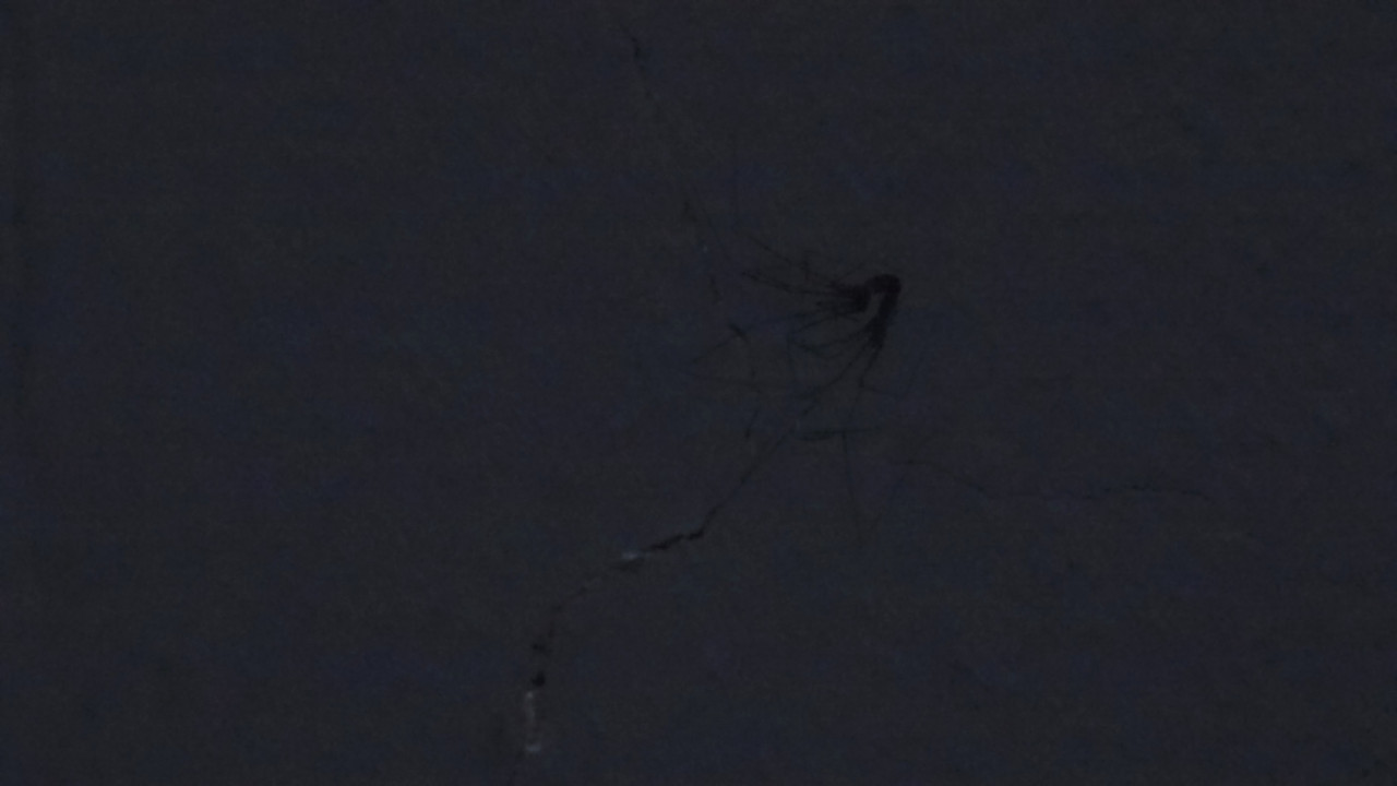 5.4.cool bugs IV (daddy longlegs II) (edited)