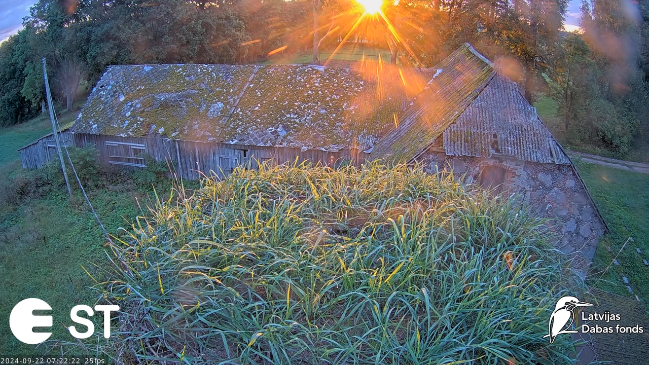 Baltie stārķi (Ciconia ciconia) Tukuma novadā - LDF tiešraide __ White storks in Tukums, Latvia - Yo
