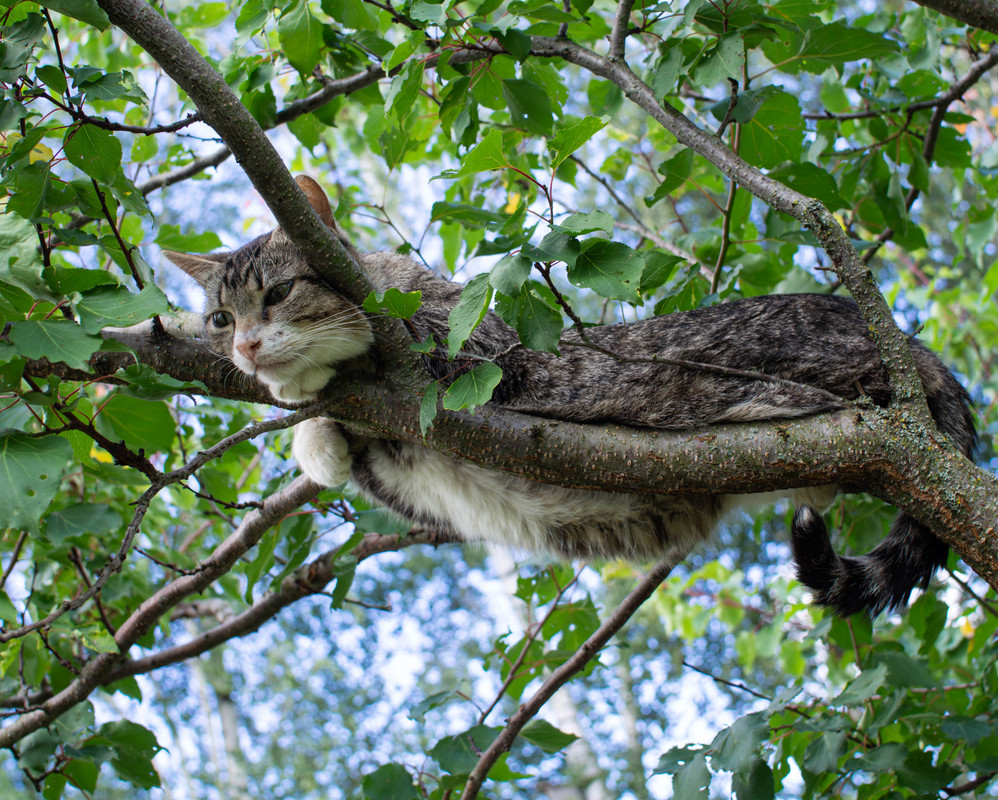 P7210015-Улучшено-Ум. шума