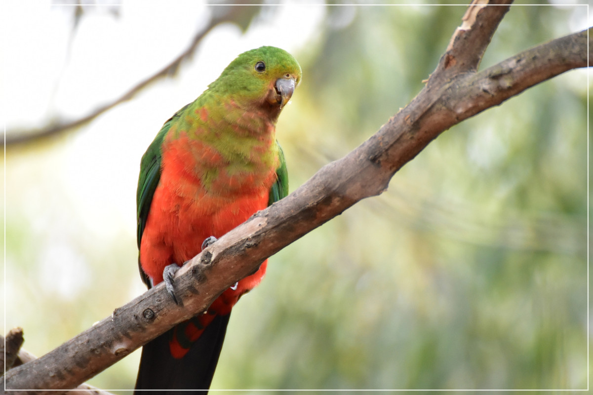 Great Ocean Road - Australia (I): toma de contacto (20)