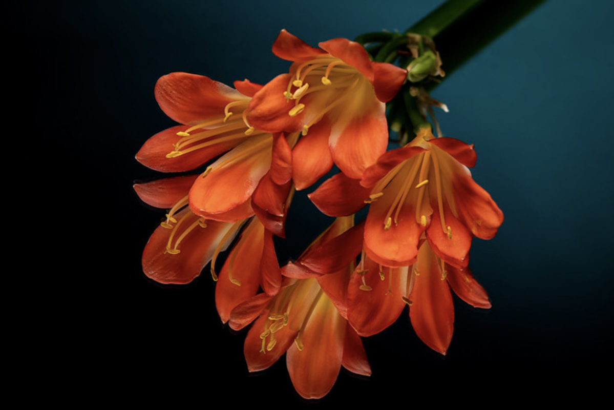orange-flower-bunch.png