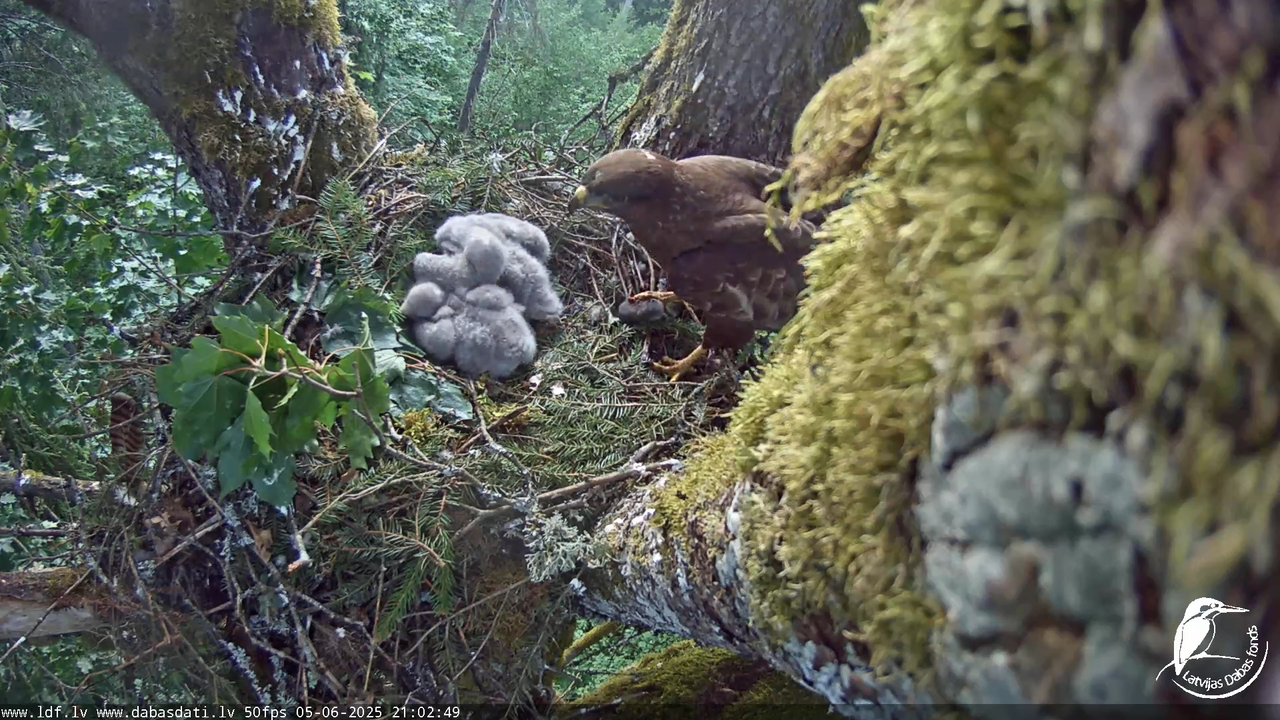 Melnās klijas (Milvus migrans) Kurzemē_ peļu klijāni (Buteo buteo) 14-21-49 screenshot
