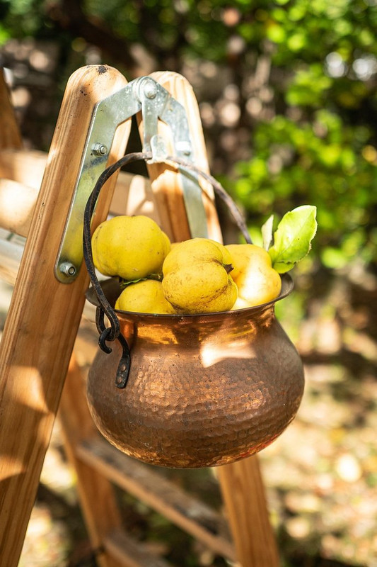 yelow-quince.jpg
