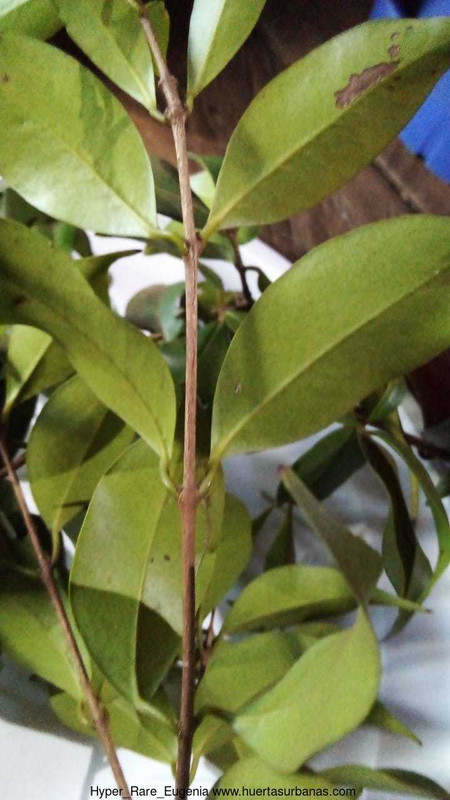 Huertasurbanas_com-80c79fd9-786f-4aad-9b1a-02b7e0411d3b.jpeg-20220519_121455Hyper_Rare_Eugenia