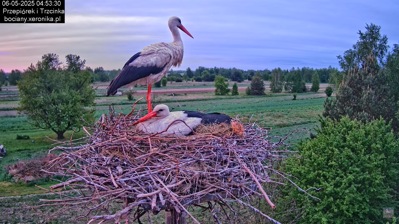 06052025bociany3