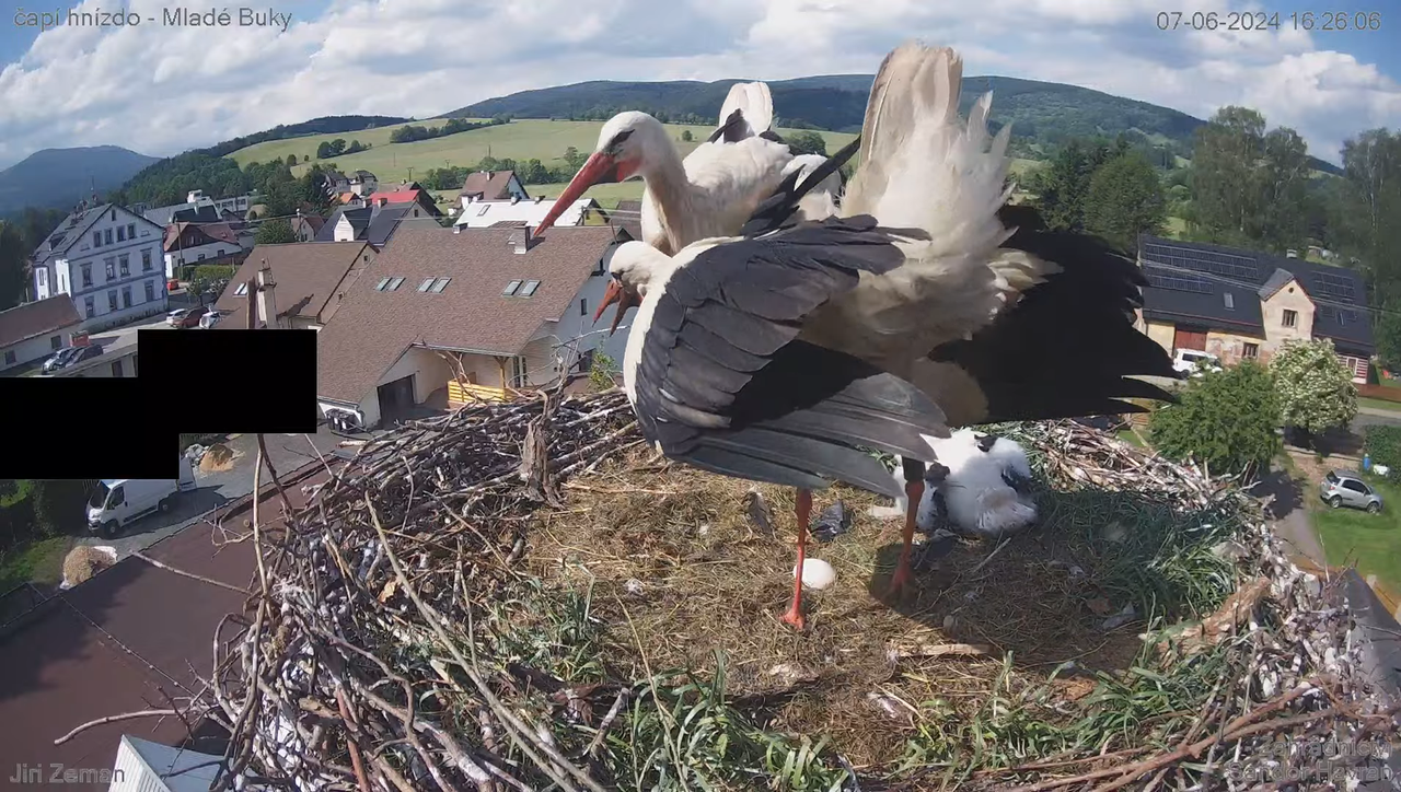 Tiešraides kamera — Mladé Buky — stārķa ligzda 8-24-17 screenshot