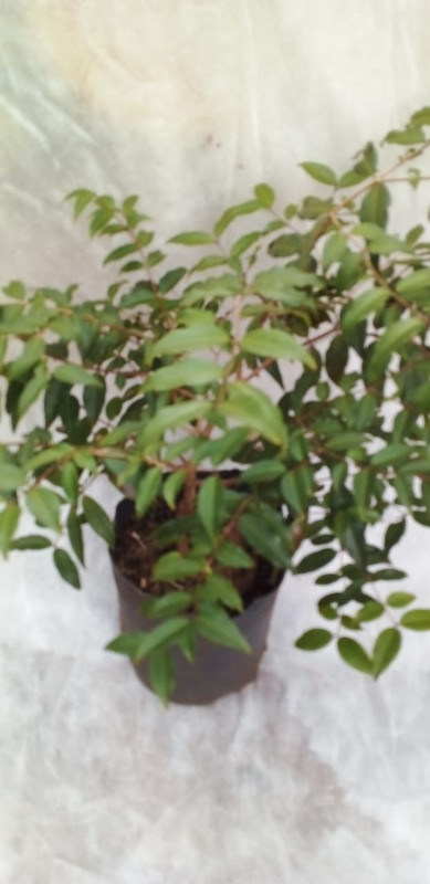 jaboticaba_serrana