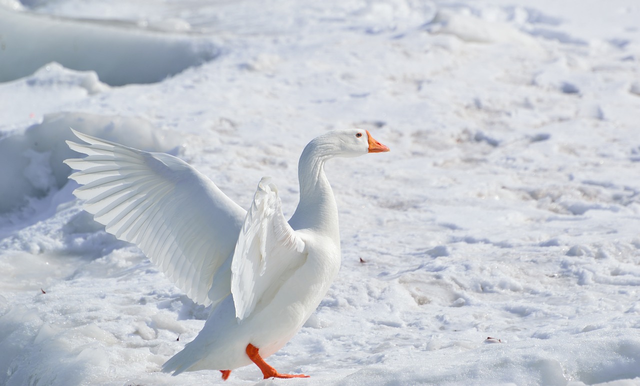 white-goose.jpg