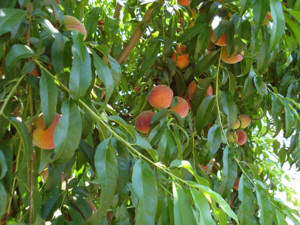 Опасные заболевания апельсиновых деревьев как их предотвратить