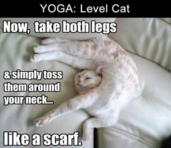 Cat Humor #7