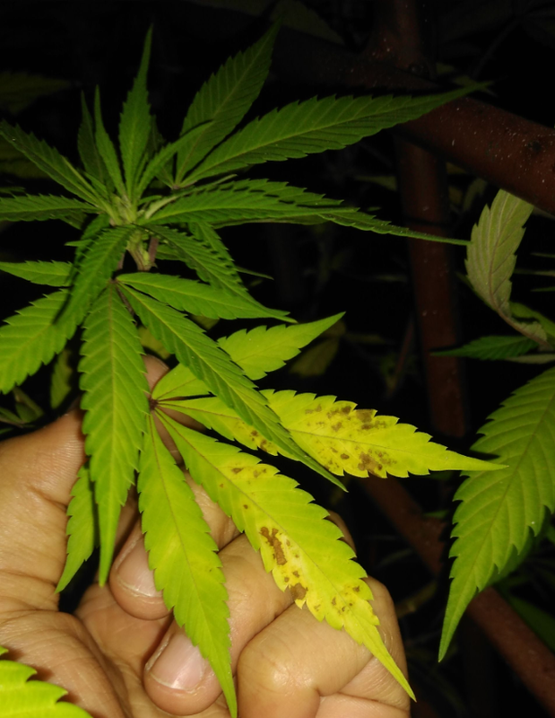 thumbnail_Screenshot_20200805-011119