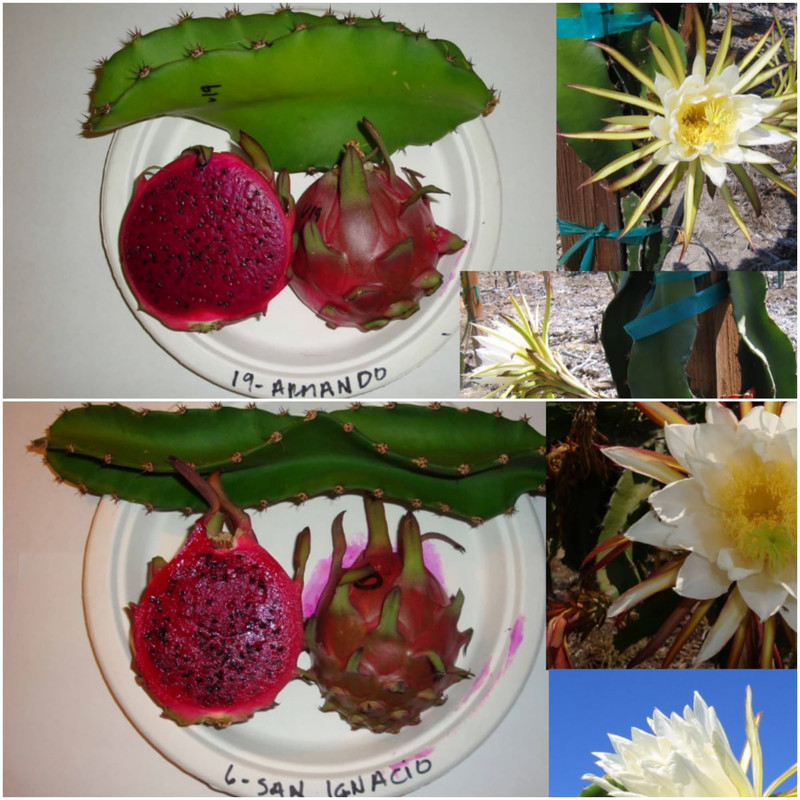thorny-red-dragon-fruit-branch.jpg