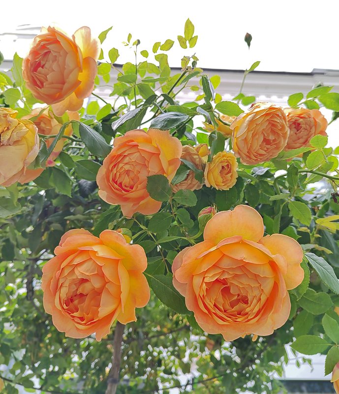 https://i.postimg.cc/9fjBccqZ/55-IMG-20250706-160032.jpg
