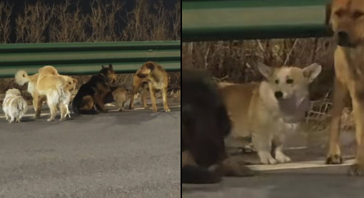 Seven Stolen Dogs Go Viral After Escaping Captors, Traveling 10 Miles Home Led By Intrepid Corgi
