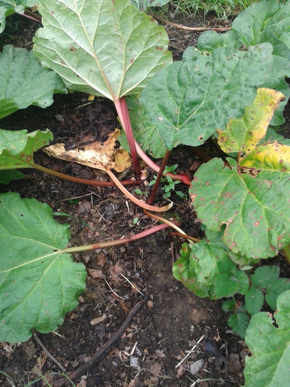 rhubarb2.jpg
