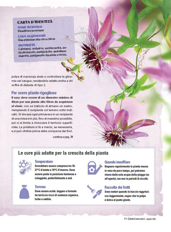 Cur Mang Ago 2022 (12)