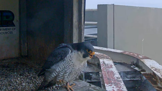 Fort Wayne falcon cam Przechwytywanie-w-trybie-pe-noekranowym-29-01-2024-170541