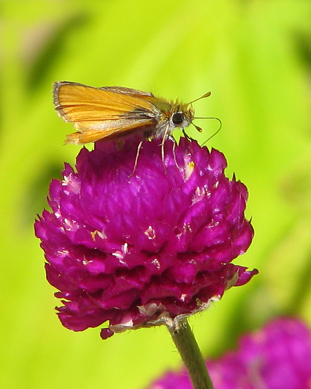 magentaflowerinsect.jpg