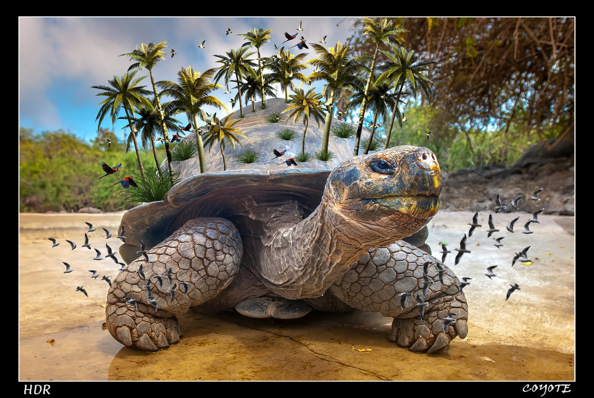 green-tortoise.jpg