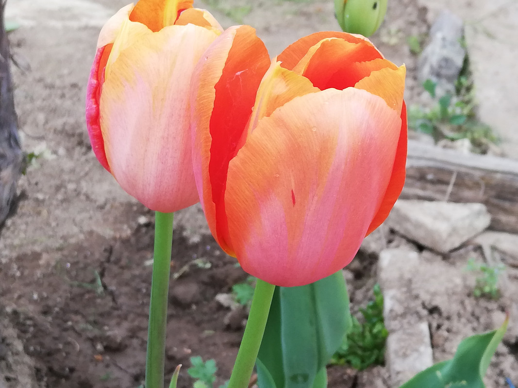 IMG 20200428 160916 — Postimages