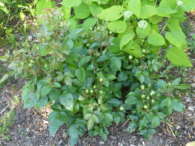 2014-06-10 Rose 'Kurfürstin Sophie'