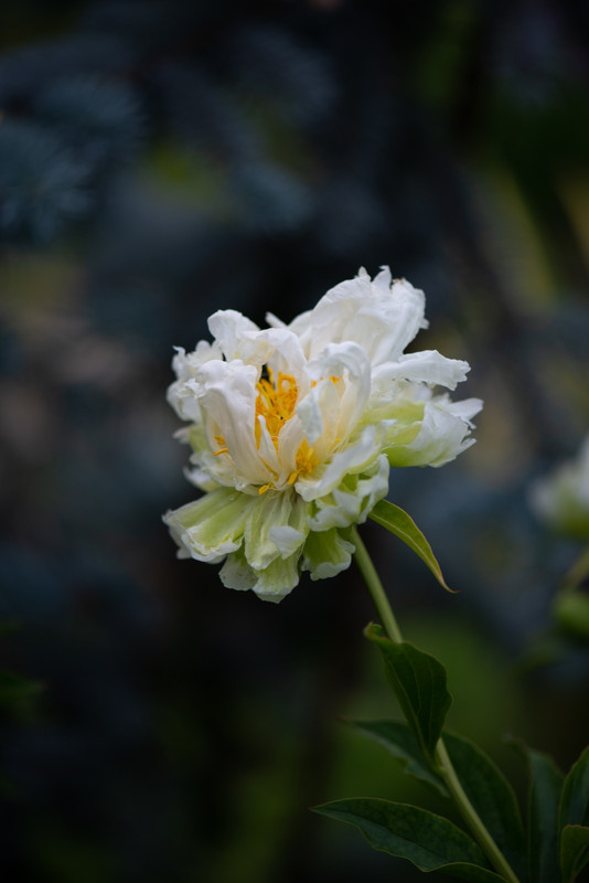 IMG-2ec775564817e4527c10d5f8e9624a90-V