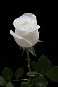 gif-brilhante
