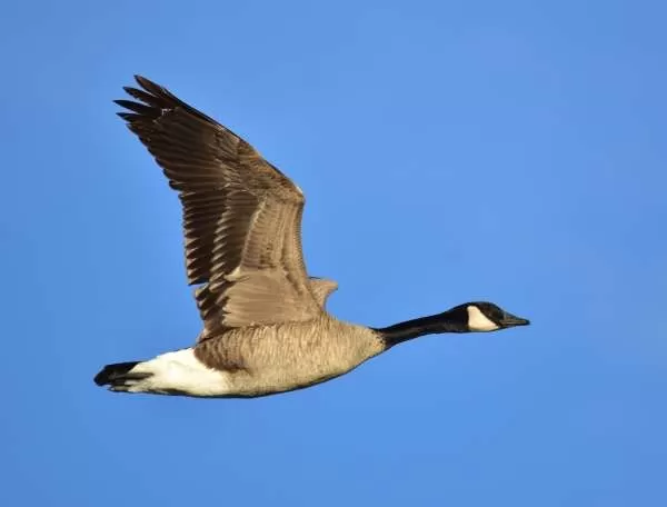 [Image: canada-goose-facts-11471-2-1706172481.webp]