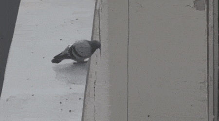 descarga-1.gif