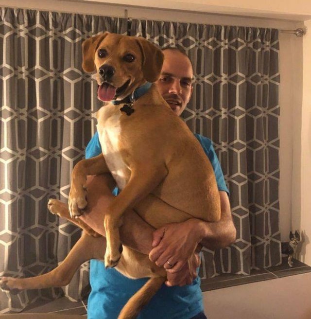Pets-28