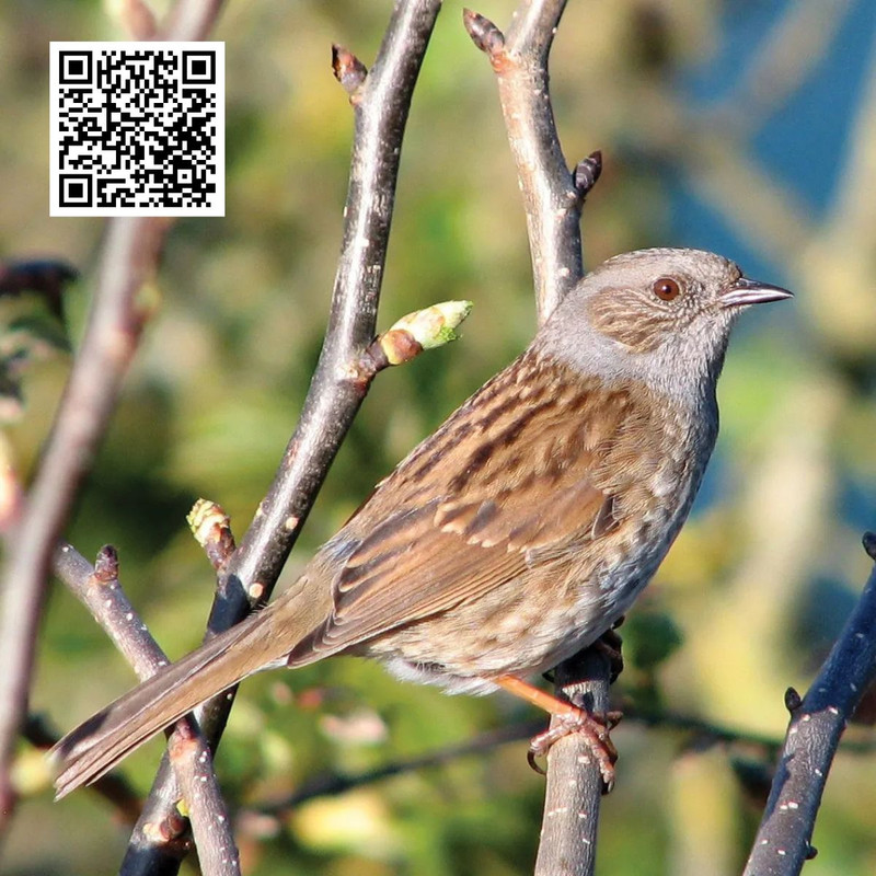 How Sparrows Adapt to Urban Environments?