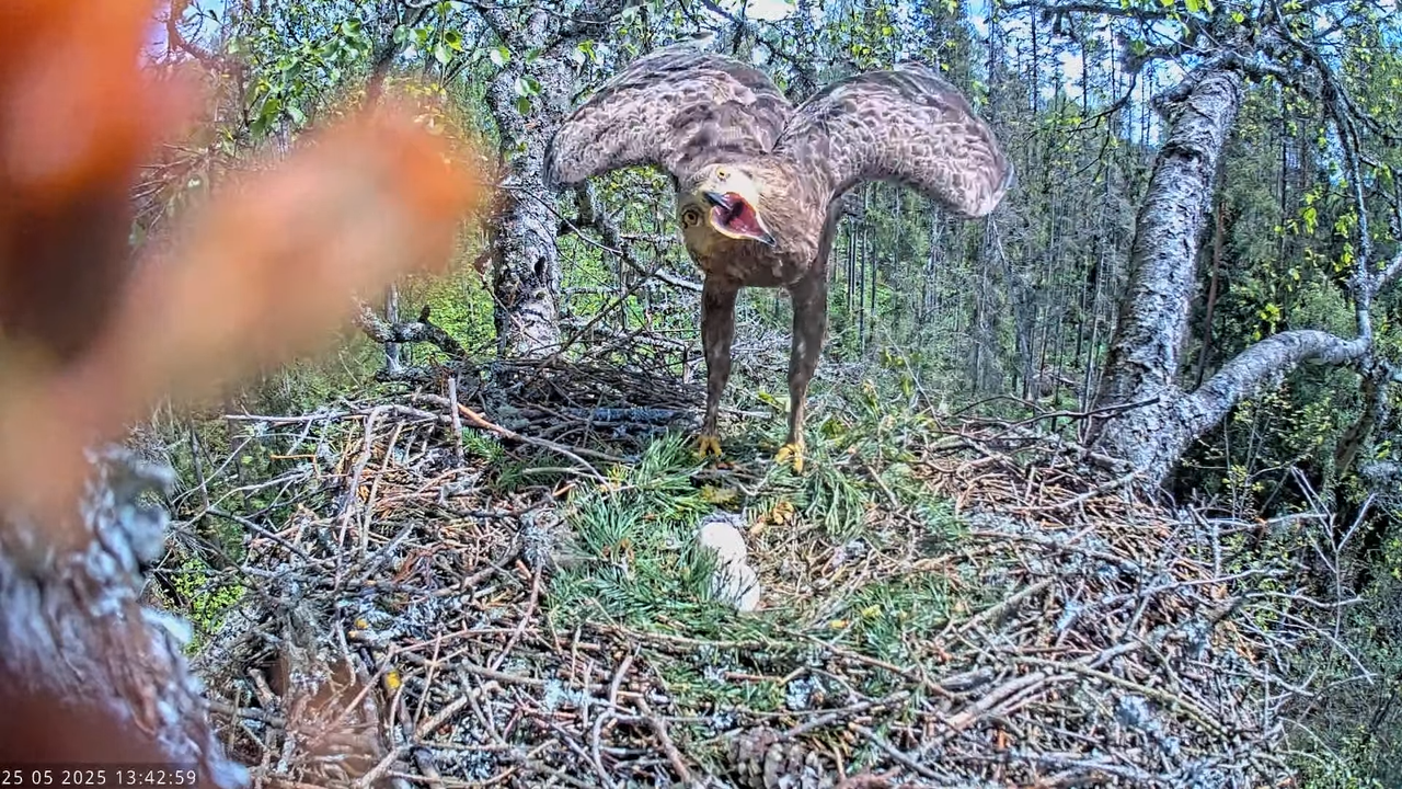 Väike-konnakotkas __ Clanga pomarina __ Lesser Spotted Eagle 13-46-29 screenshot